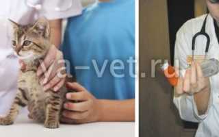 Рентген кошки