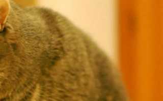 Кошка пытается срыгнуть но не получается аппетит сохранен