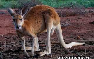 Кенгуру животное (лат. Macropus rufus)