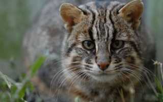 Дальневосточный лесной кот – фото, описание и характеристика породы