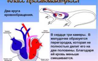 Лекция 13. Класс Пресмыкающиеся (Reptilia)