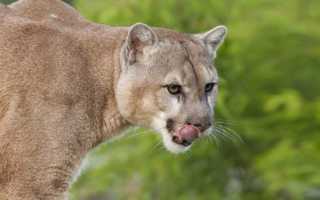 Пумы (EN: Pumas) Большие кошки пума обои, картинки, скачать 94 обои на рабочий стол. Красивые бесплатные фото животных для рабочего стола