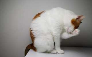 Женщины с котами обречены на одиночество