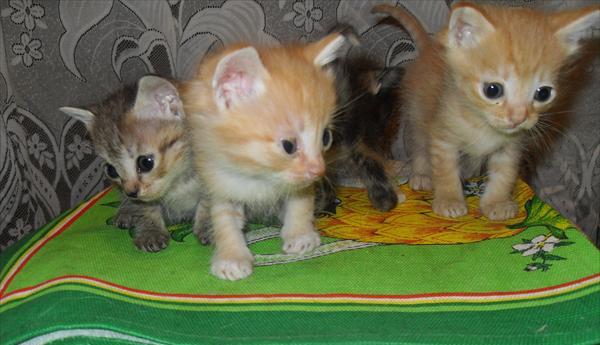 3 котенка