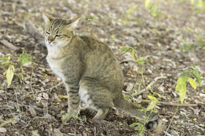 3 причины почему кошка часто ходит в туалет по большому