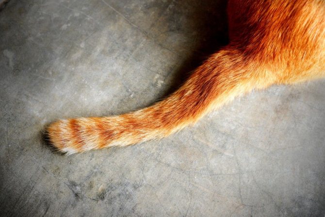 5 причин появления шишки на хвосте у кота - что делать