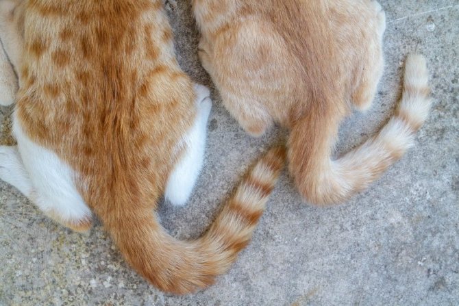 5 причин появления шишки на хвосте у кота - что делать