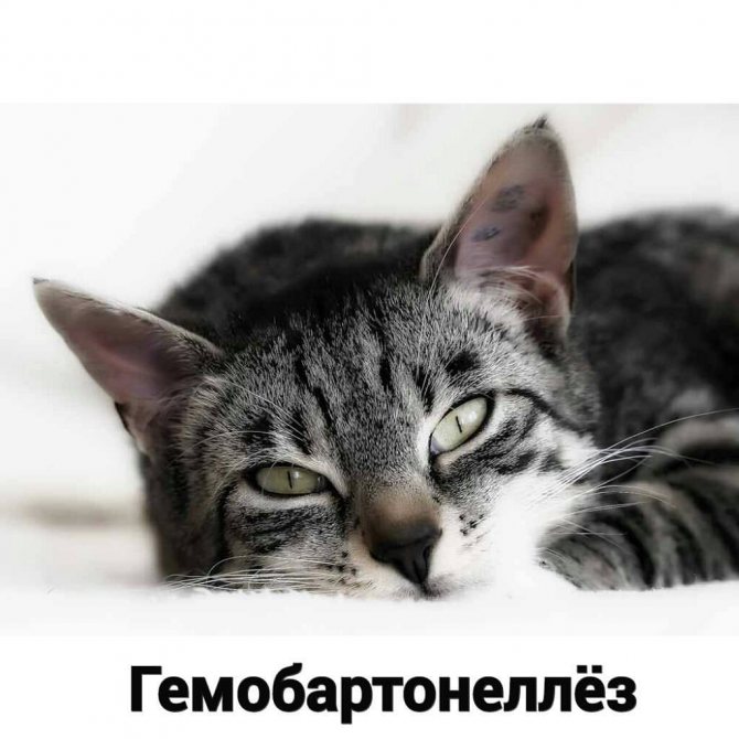 Анемия лечение гемобартенелеза у кошек