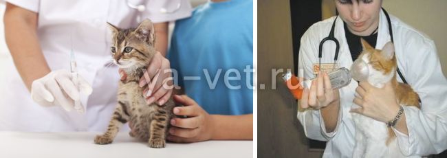 астма у кошек симптомы