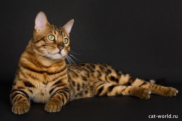 Бенгальская кошка