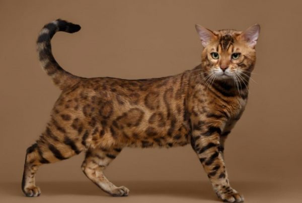 Бенгальская кошка