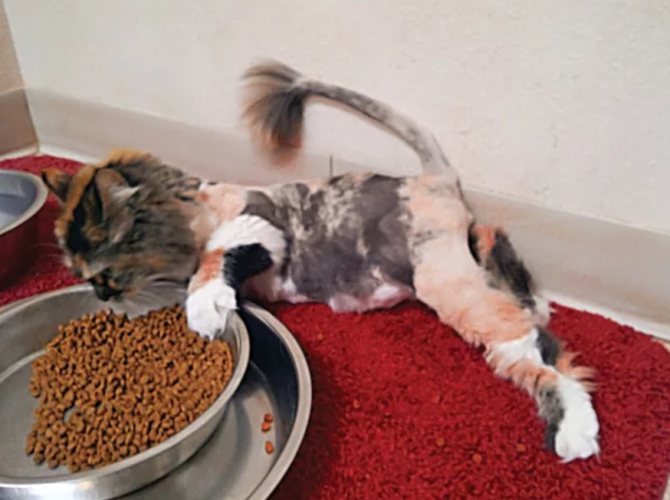 Больная кошка