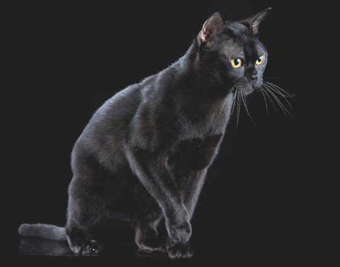 Бомбейская кошка