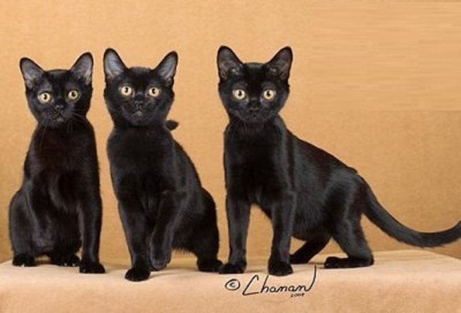 Бомбейские кошки: описание