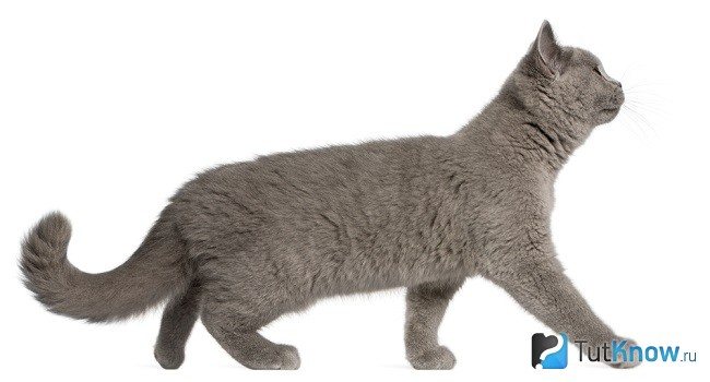 Британская короткошерстная кошка идет