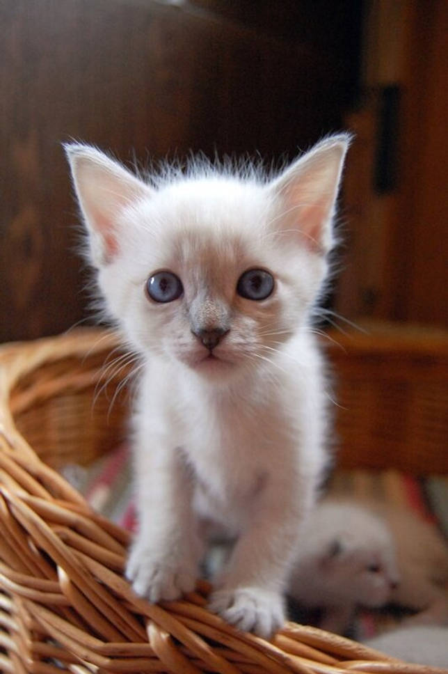 Чем кормить тайскую кошку?