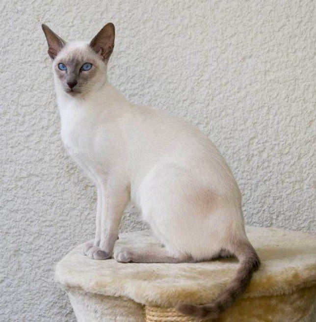 Чем кормить тайскую кошку?