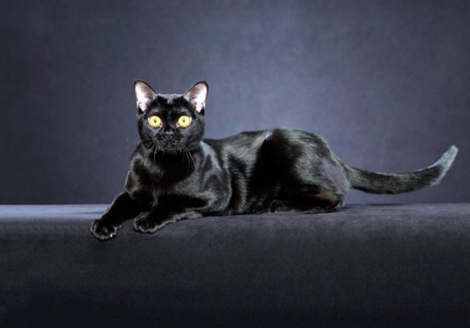 Черный бомбейский кот