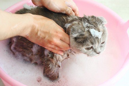 Что понадобится для купания кота
