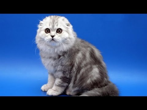 Коби — порода кошек с красивыми глазами