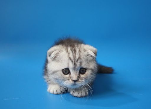 Когда опускаются ушки у котят шотландской вислоухой породы?