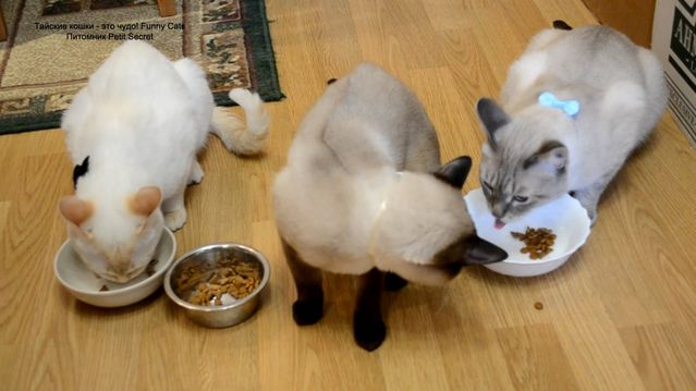 Кормление тайской кошки