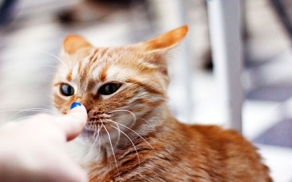 Кошка чихает и глаза слезятся: что делать, лечение, причины