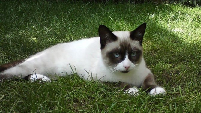 Кошки породы сноу шу (снежная туфелька)