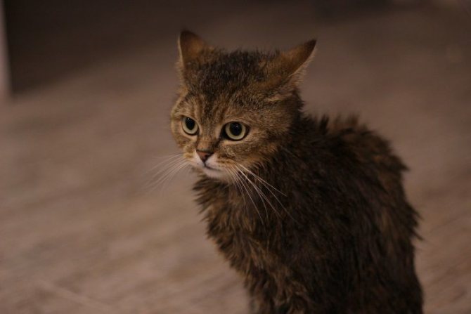 кошки