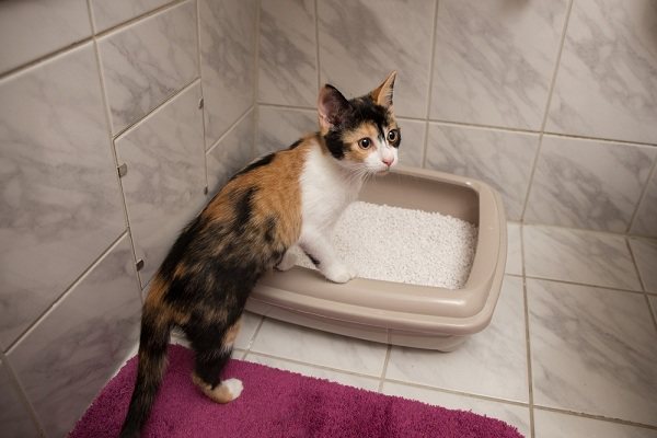 Кот какает с кровью