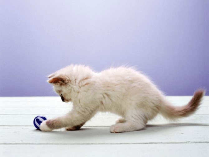 котенок играет с мячиком