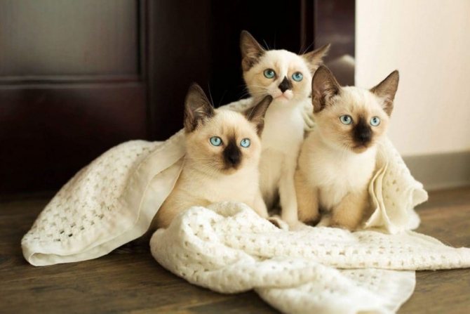 Котята сноу шу