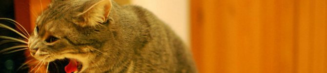 Почему кошки срыгивают еду