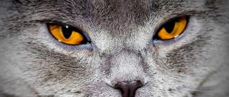 Почему у кота насморк и слезятся глаза
