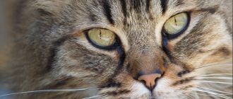 Почему у кота насморк и слезятся глаза
