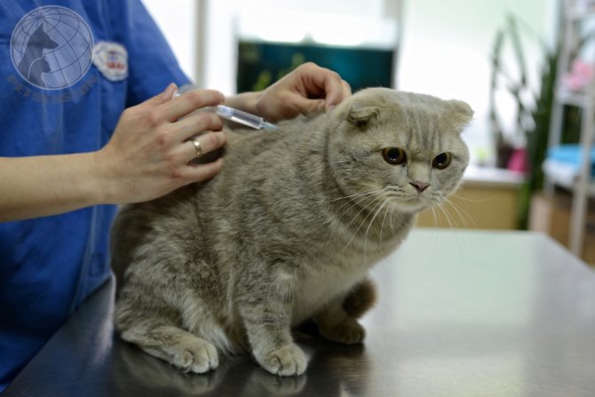 Прививка кошке