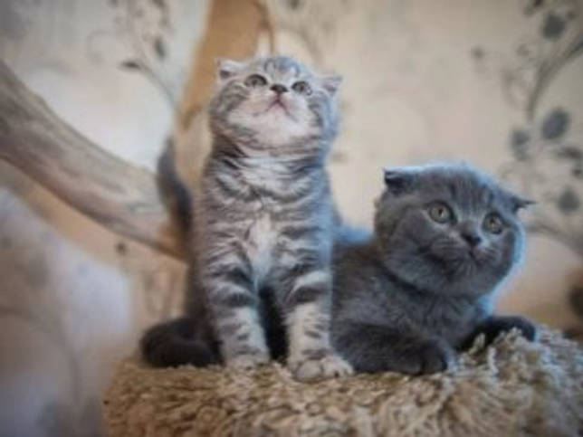 Продолжительность жизни шотландской вислоухой кошки