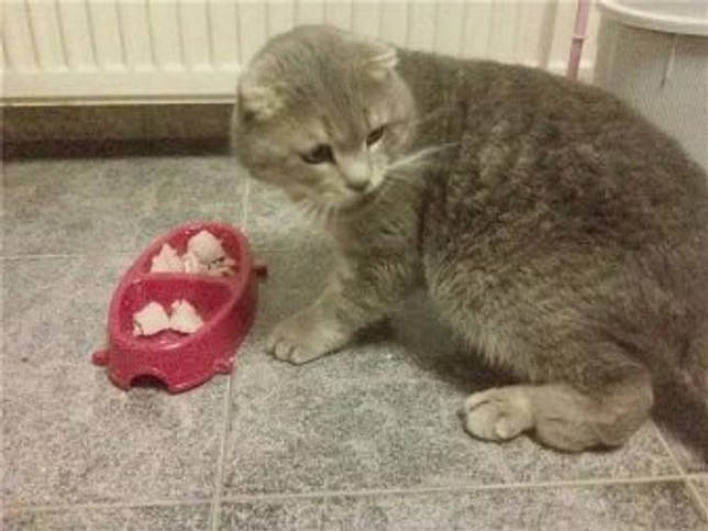 Продолжительность жизни шотландской вислоухой кошки
