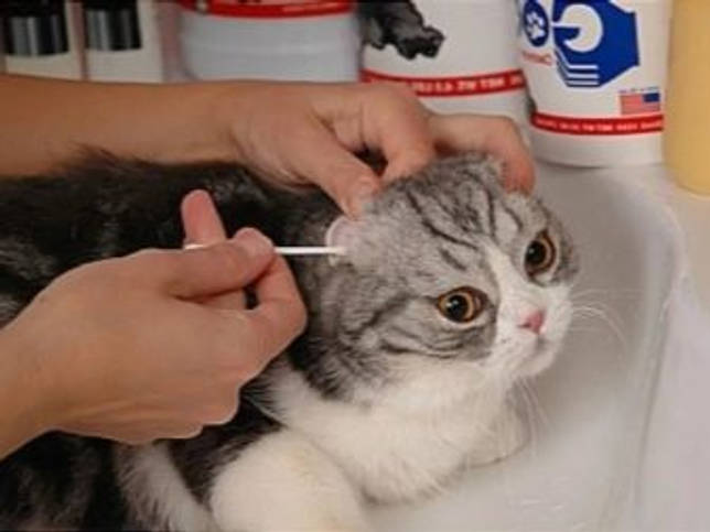 Продолжительность жизни шотландской вислоухой кошки