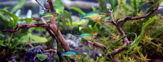 Радужница Бирюзовая (Melanotaenia lacustris) аквариум биотоп 2