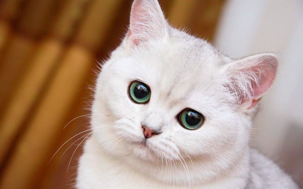 русские клички для котов
