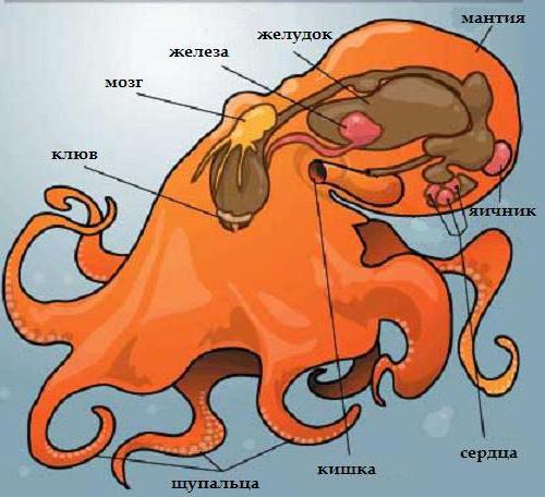 сердце осьминога