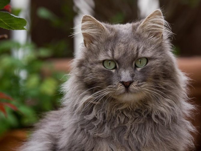 серые коты