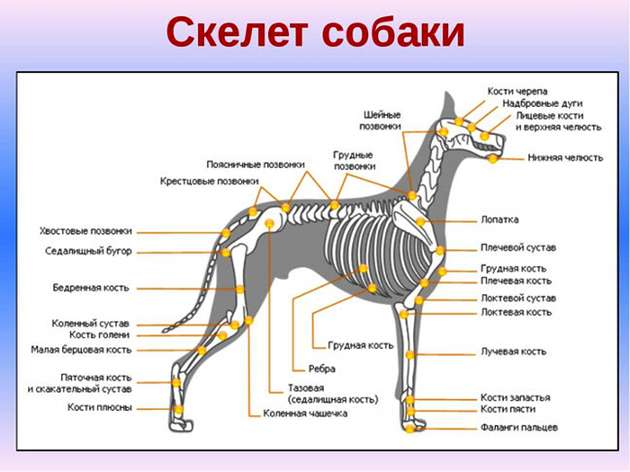 скелет собаки