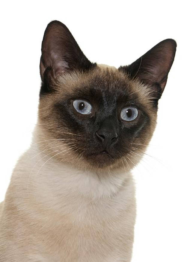 Тайская кошка, фото породы кошек фотография