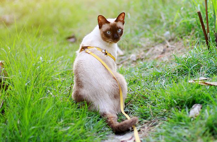 Тайская кошка, фото породы кошек фотография