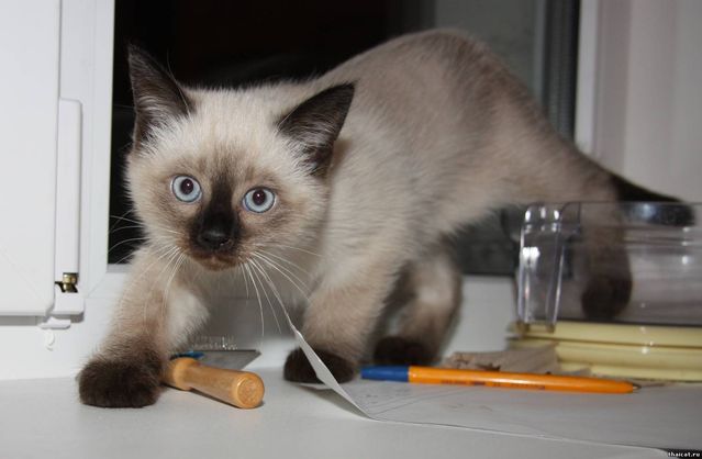 Тайский котенок