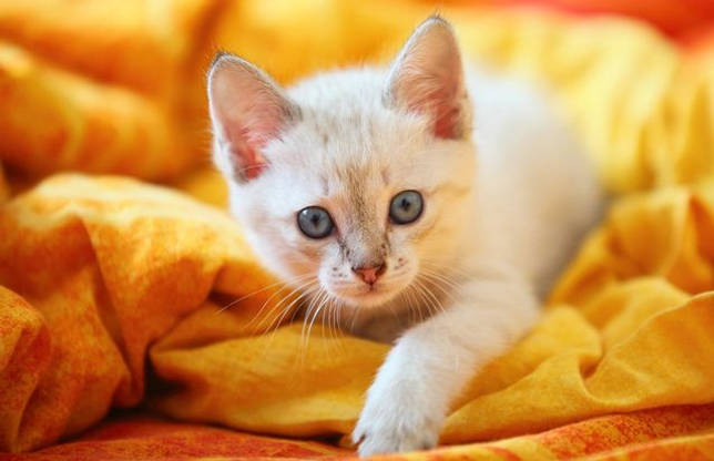 Тайский котенок