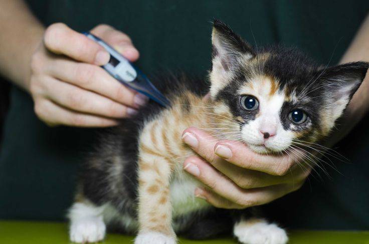 Температура у кота - что делать в домашних условиях, как сбить