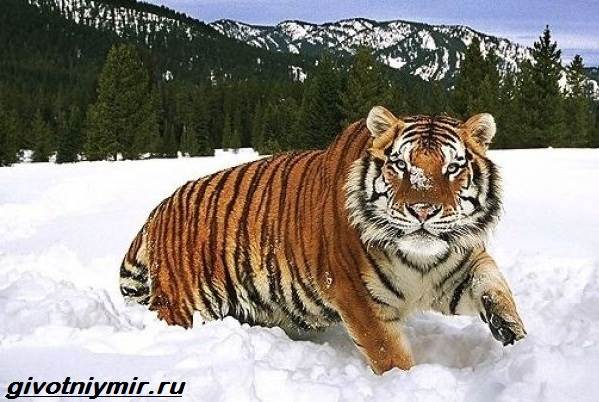 Туранский-тигр-Описание-особенности-среда-обитания-туранского-тигра-1